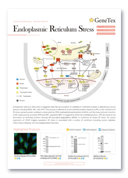 Endoplasmic Reticulum Stress