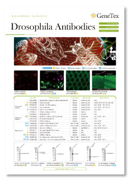 Drosophila Antibodies