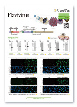 Flavivirus