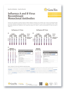 Influenza A and B Virus Recombinant Monoclonal Antibodies