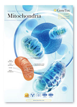 Mitochondria