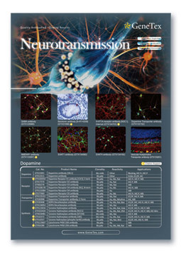 Neurotransmission