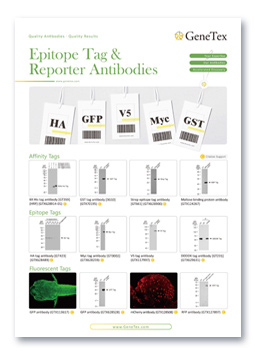 Epitope Tag & Reporter Antibodies