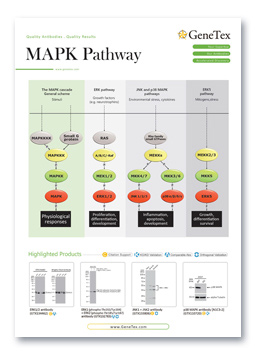 MAPK Pathway