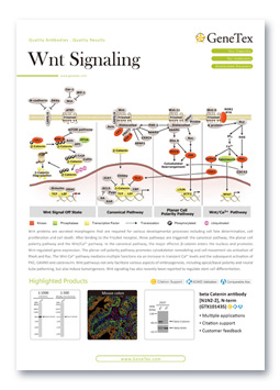 Wnt Signaling