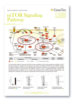 mTOR Signaling Pathway