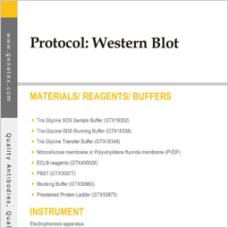 Protocol - Western Blot