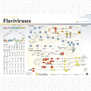 Flaviviruses