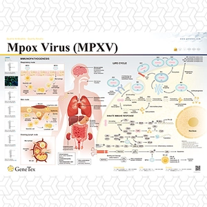 Mpox Virus (MPXV)