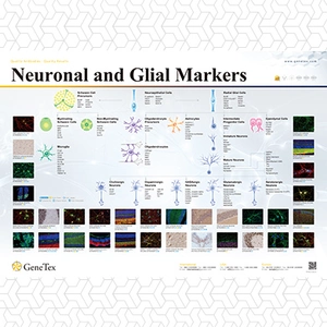 Neuronal and Glial Markers