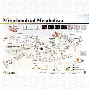 Mitochondria Metabolism