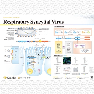 Respiratory Syncytial Virus