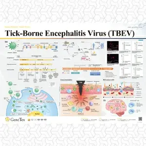 Tick-Borne Encephalitis Virus (TBEV)