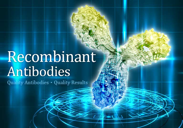 Recombinant Antibodies