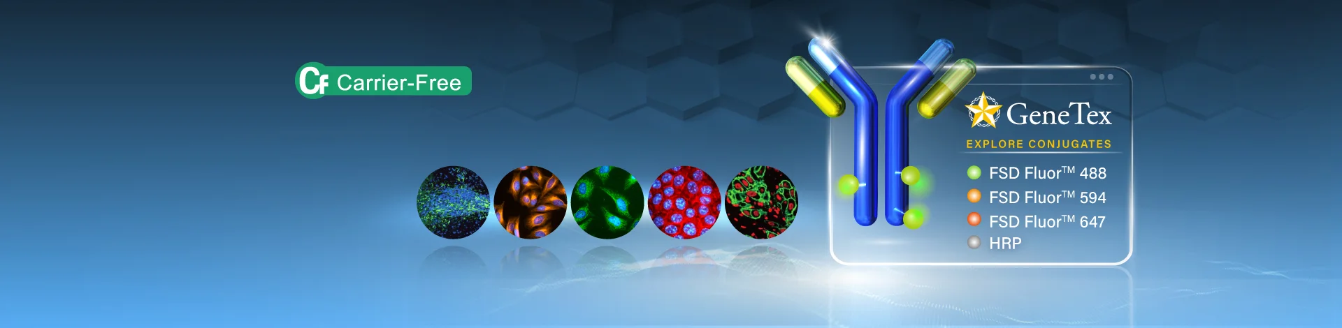 Conjugated Antibodies