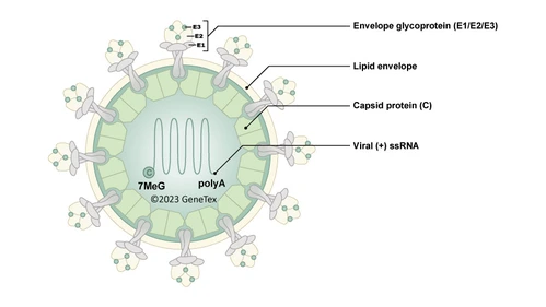 Chikungunya Virus