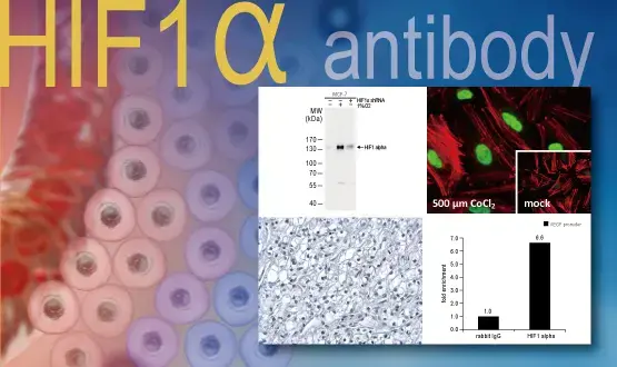 HIF1 alpha Antibody