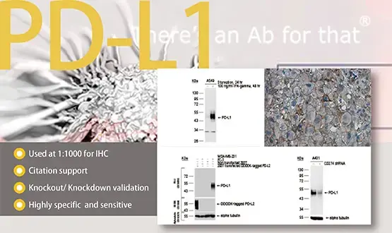 PD-L1 antibody