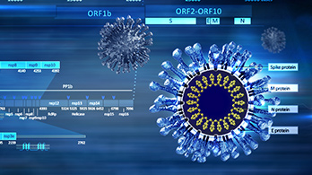 VetSignal antibodies for veterinary research
