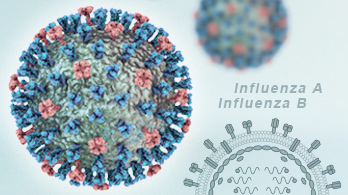 Influenza A and B Virus Recombinant Monoclonal Antibodies