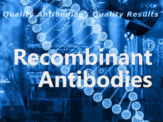 GeneTex Recombinant Antibody Protocol