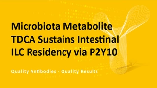 Microbiota Metabolite TDCA Sustains Intestinal ILC Residency via P2Y10