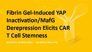 Fibrin Gel-Induced YAP Inactivation/MafG Derepression Elicits CAR T Cell Stemness