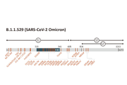 The SARS-CoV-2 Omicron Variant