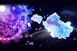 New Recombinant Rabbit Interleukin-6 (IL-6) Monoclonal Antibody