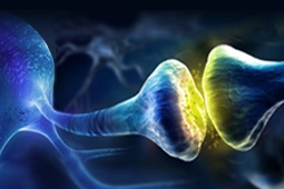 Article Alert: Fast Endophilin-Mediated Endocytosis:  Regulation by Cdk5 and GSK3β