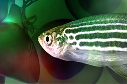 Article Alert: A Transient Epicardial Progenitor Population Orchestrates Zebrafish Heart Regeneration