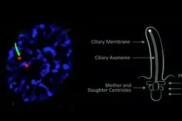 New ARL13B Recombinant Monoclonal Antibody for  Cilia Research