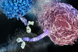 Article Alert: IFNγ-stimulated KAT8-IRF1 Condensates Activate PD-L1 Expression and Promote Immune Evasion