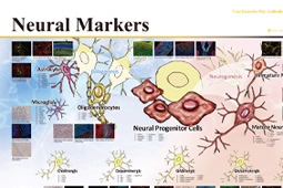 Neural Markers