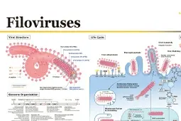 Poster - Filoviruses