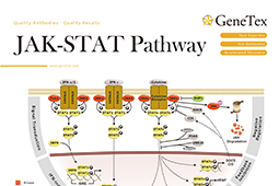 JAK STAT Pathway