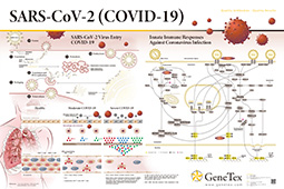 SARS-CoV-2 (COVID-19) poster