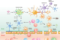 Neuroinflammation