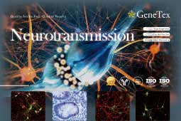 Neurotransmission