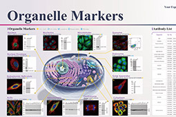 Organelle Markers