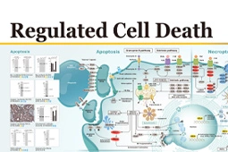 Poster - Regulated Cell Death
