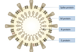 A Review of the SARS-CoV-2 (COVID-19) Genome and Proteome