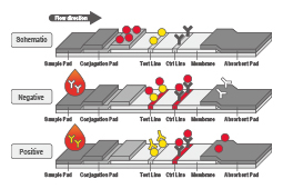 SARS-CoV-2 Proteins and Antibodies for Lateral Flow-based Neutralization Assay