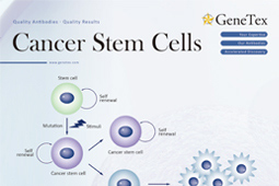 Cancer Stem Cells