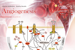 Download the latest version of GeneTex's Angiogenesis flyer.