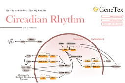 Circadian Rhythm