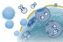 exosome PD-L1