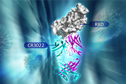 Spike Antibody-mediated Neutralization of SARS-CoV-2