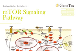 Flyer - mTOR Signaling Pathway