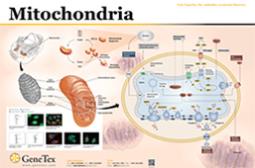 Mitochondria